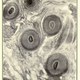 Illustration for article titled 110 Years Ago, These Microscopic Photos Horrified Londoners